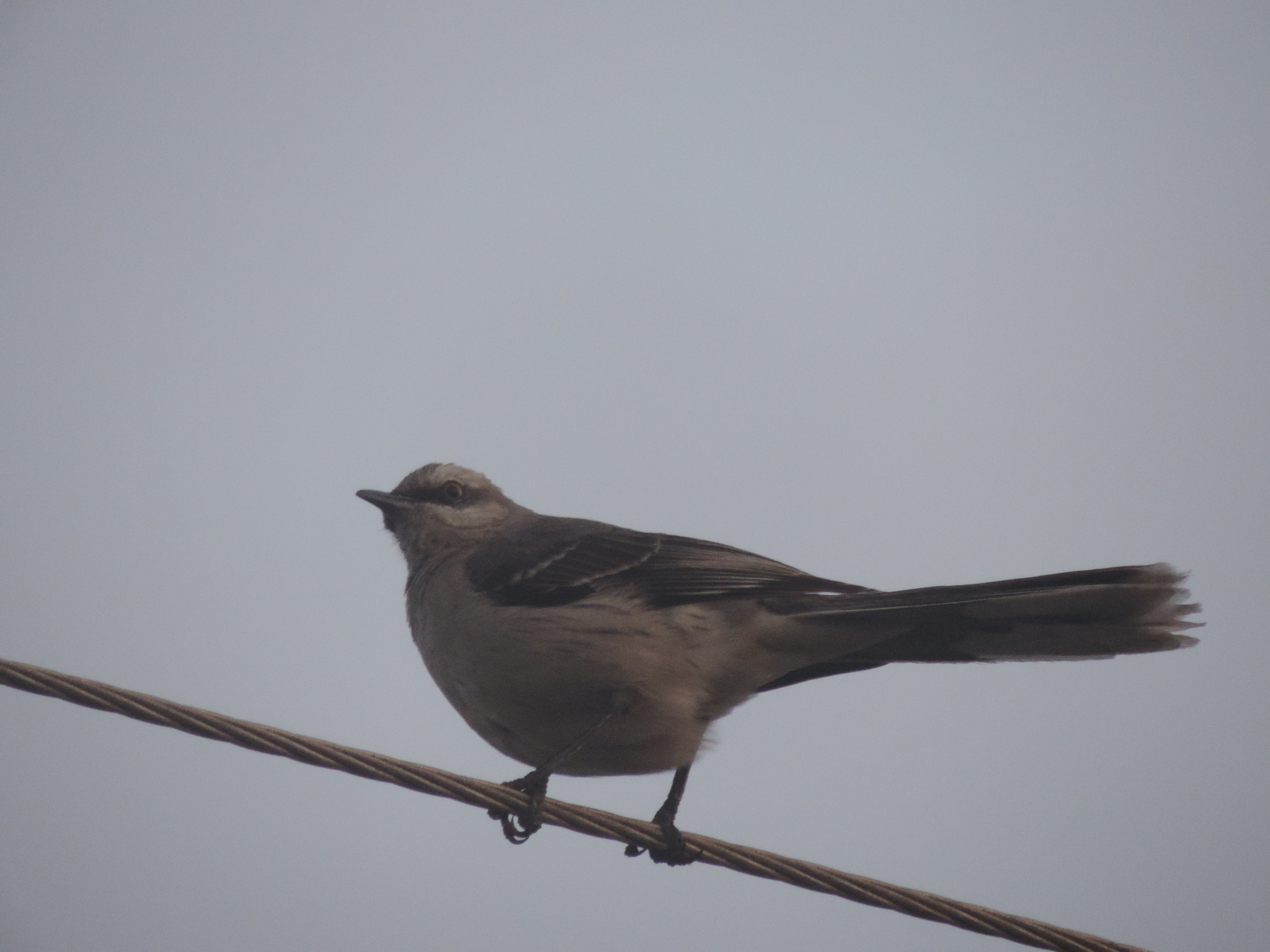 Mimus gilvus image