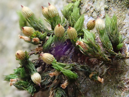 Image of Orthotrichum patens by (c) Christian Berg, some rights reserved (CC BY)