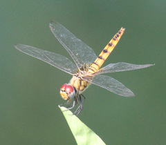 Urothemis signata insignata