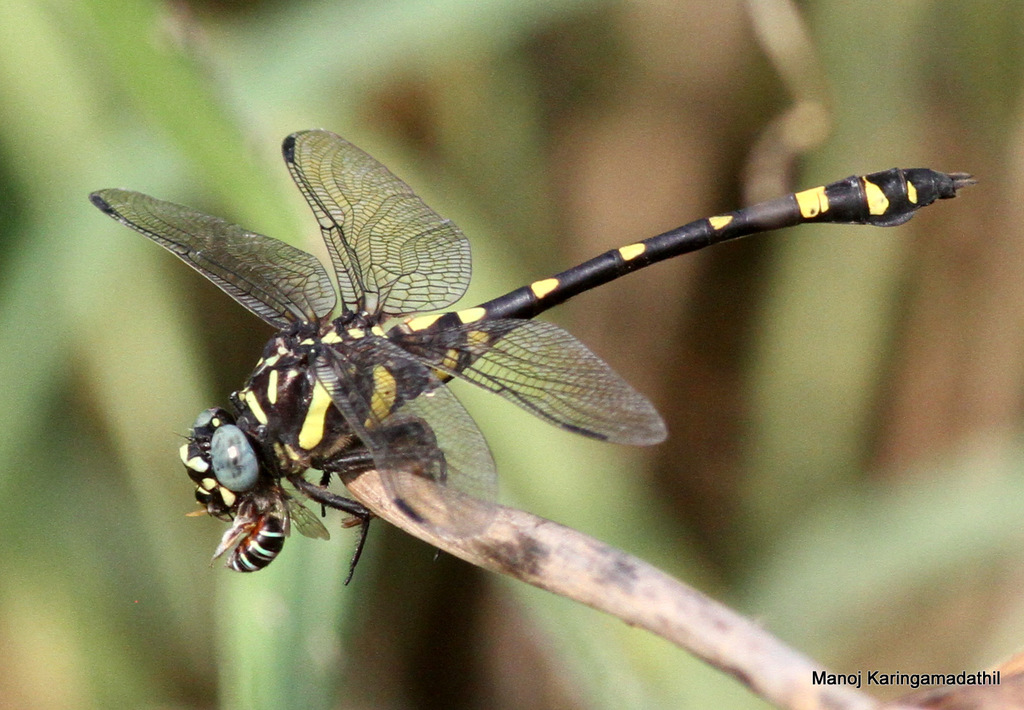 Indian Common Clubtail