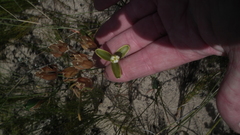 Albuca flaccida