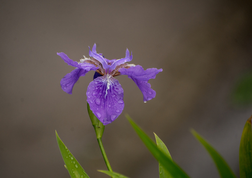 Iris tectorum