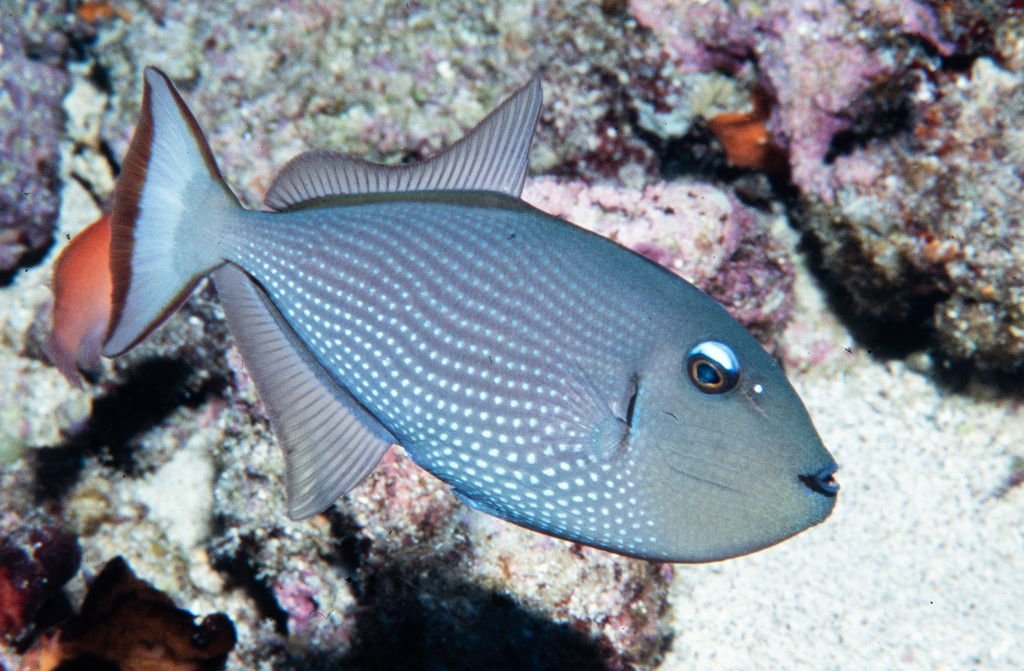 Gilded Triggerfish