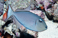 Gilded Triggerfish photo 1