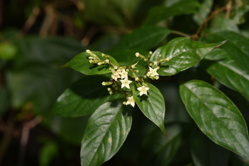 Image of Mussaenda parviflora by (c) Yung-Lun Lin, some rights reserved (CC BY)