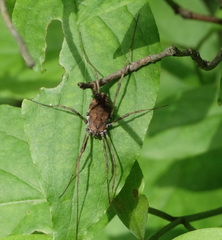 Hadrobunus maculosus