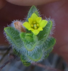 Gnidia humilis