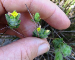 Gnidia humilis