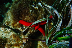 Ophidiaster ophidianus image