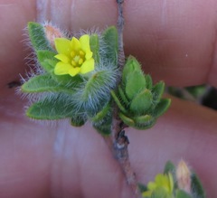 Gnidia humilis