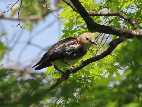 Chestnut-cheeked Starling (Agropsar philippensis), photo 7