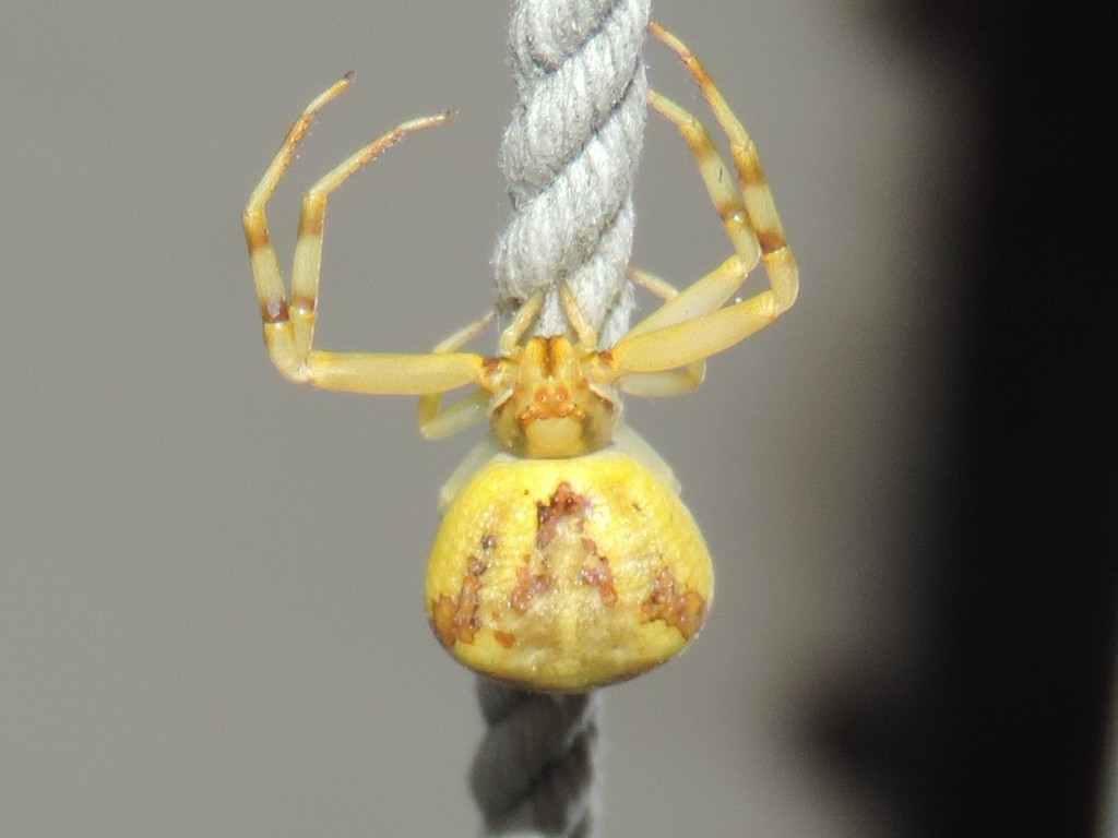 Thomisus guadahyrensis