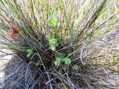 Gnidia humilis