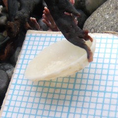 Radiacmea inconspicua