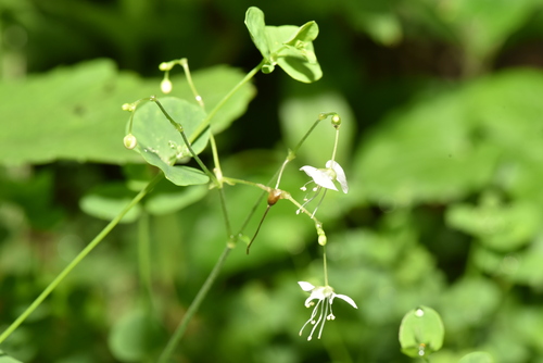 Image of Rhopalephora scaberrima by (c) Yung-Lun Lin, some rights reserved (CC BY)