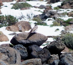 Muscisaxicola frontalis