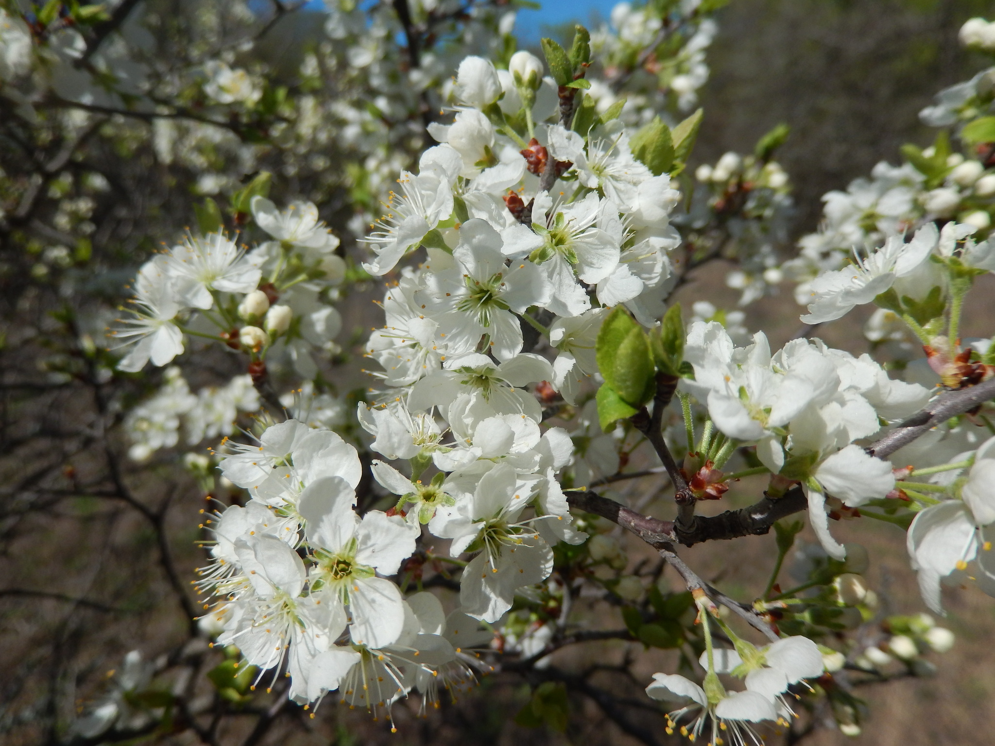 Prunus gracilis