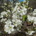 Prunus gracilis - Photo (c) Bob O'Kennon, algunos derechos reservados (CC BY-NC), subido por Bob O'Kennon