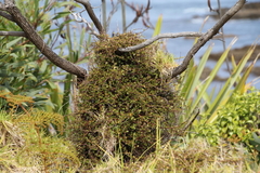 Muehlenbeckia complexa complexa