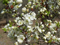 Prunus gracilis