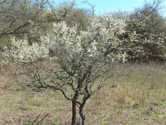 Prunus gracilis