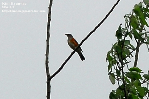 Grey-backed Thrush (Turdus hortulorum), photo 9