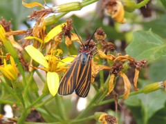 Ctenucha