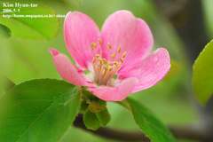 Pseudocydonia sinensis