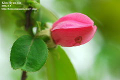 Pseudocydonia sinensis