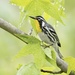 Yellow-throated Warbler (Yellow-Lored) - Photo (c) Matt Felperin, some rights reserved (CC BY), uploaded by Matt Felperin