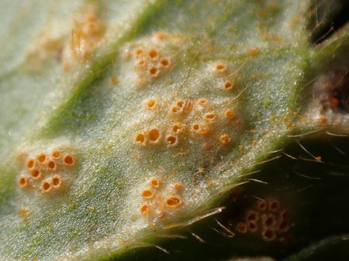 Aecidium ranunculi-acris