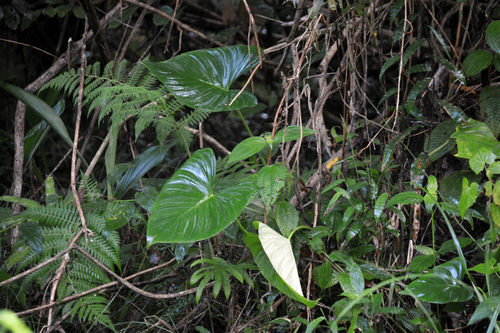 Foto de Bacaba-de-leque
