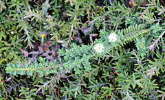 Pimelea urvilleana