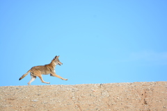 Canis latrans