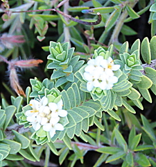 Pimelea urvilleana