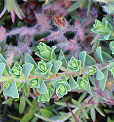 Pimelea urvilleana