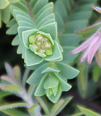 Pimelea urvilleana