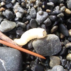 Coelopidae
