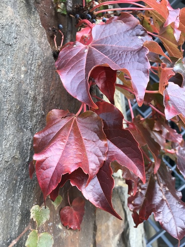 Parthenocissus tricuspidata