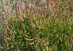 Salicornia rubra