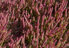 Salicornia rubra