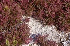 Salicornia rubra