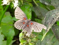 Melanis cephise