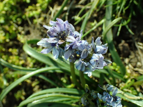 Antherospora tractemae