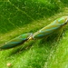 Graphocephala - Photo (c) Francisco Farriols Sarabia, some rights reserved (CC BY), uploaded by Francisco Farriols Sarabia