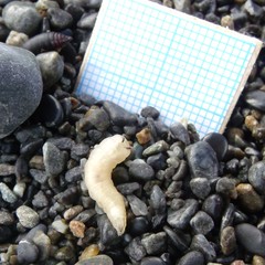 Coelopidae