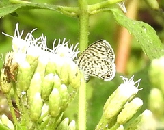 Leptotes cassius cassidula