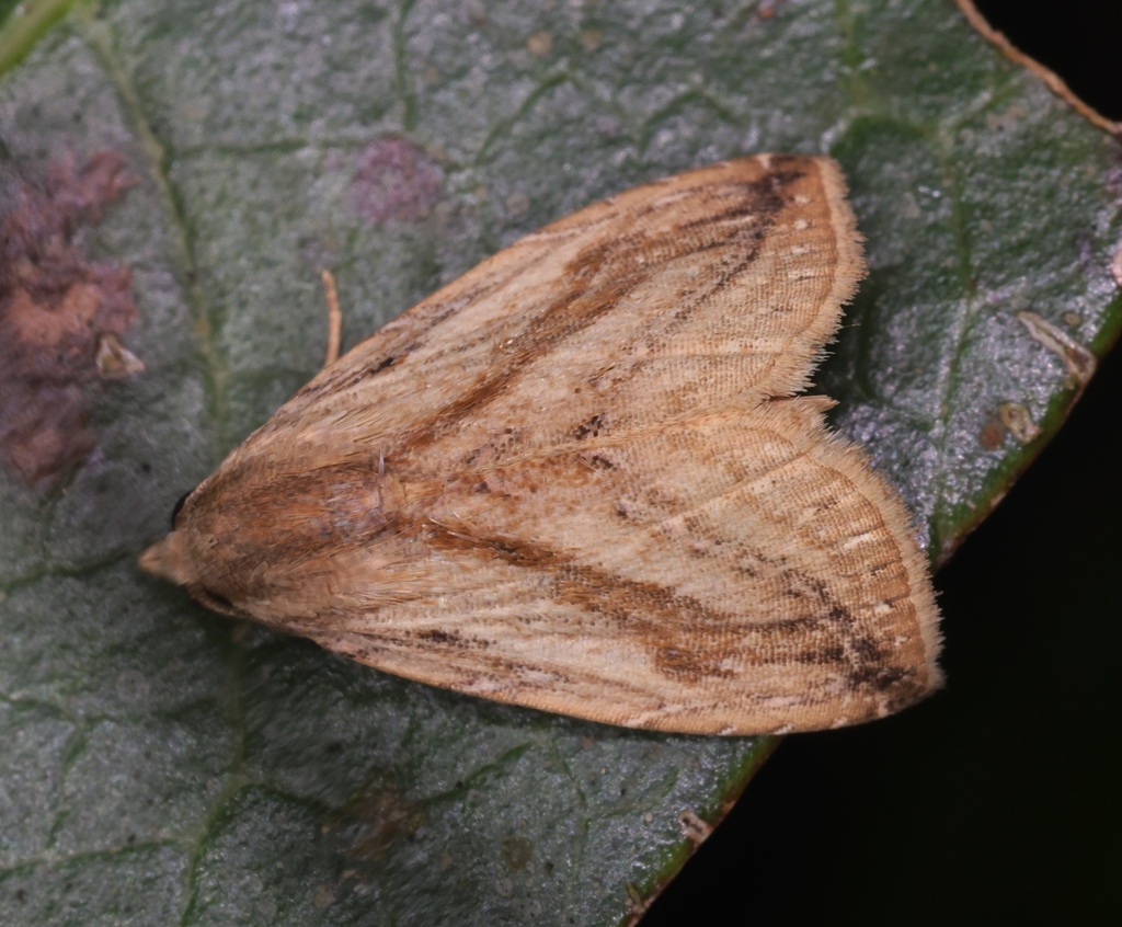Rivula sasaphila