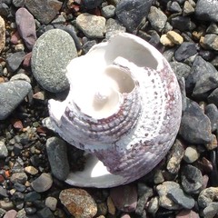 Modelia granosa