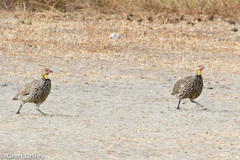 Pternistis leucoscepus